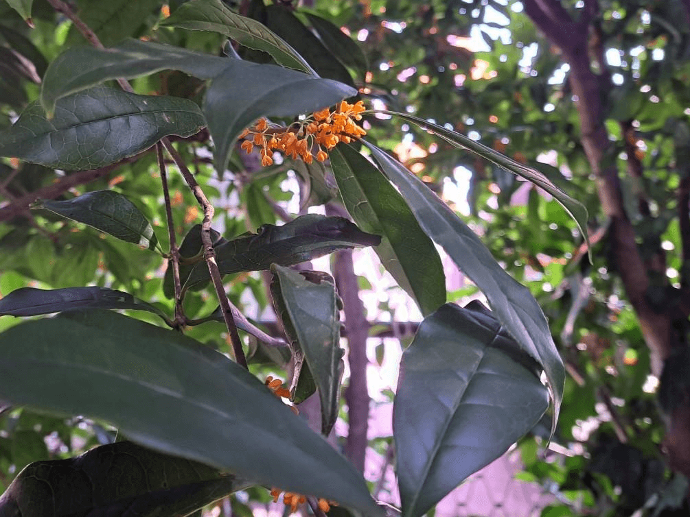 キンモクセイ葉　野沢園blog